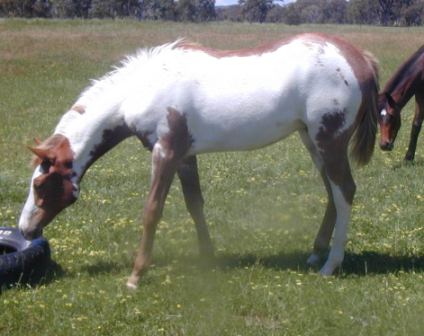 Progeny of Watch My Duco